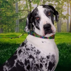 Country Brook Petz Tie Dye Stripes Martingale Dog Collar 18 Country Brook Petz Tie Dye Stripes Martingale Dog Collar -PawHut Store GUEST f632a41b 5088 414f b059 822fcf8bc973