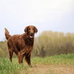 Nutro Natural Choice Small Breed Adult Chicken And Brown Rice Dry Dog Food 16 Nutro Natural Choice Small Breed Adult Chicken And Brown Rice Dry Dog Food -PawHut Store GUEST f88194c9 6d95 4d5b b5c9 c2ac9597da6d 5