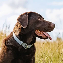 Nutro Natural Choice Lamb & Brown Rice Adult Dry Dog Food - 30lbs 15 Nutro Natural Choice Lamb & Brown Rice Adult Dry Dog Food - 30lbs -PawHut Store GUEST f923cd0e 79fa 4367 969b a848b49a4348