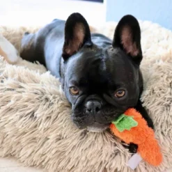 Midlee Plush Carrot Easter Dog Toy- Pack Of 2 -PawHut Store GUEST fa1a7d42 25c8 4824 a932 7c4c7360f4c9