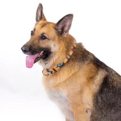 Country Brook Petz Native Arizona Martingale Dog Collar 5 Country Brook Petz Native Arizona Martingale Dog Collar - Image 5