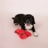 PetShop By Fringe Studio You're My Lobster Dog Toy