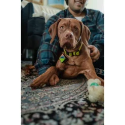 QALO TraQ Powered By Tile Dog And Cat Silicone Bluetooth Trackable Pet ID Tag - Green -PawHut Store GUEST fdbee2cd e121 4352 874e cfd7c9418ec6