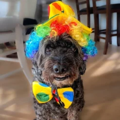 Midlee Clown Dog Costume Hat Wig & Bowtie -PawHut Store GUEST fecbd6a3 517a 4c46 be94 191855693665