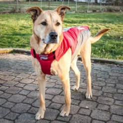 Dog Helios Altitude-Mountaineer Wrap-Velcro Protective Waterproof Dog And Cat Coat With Blackshark Technology - Red & Gray -PawHut Store GUEST ff2f0eee 78c4 47e7 8f3d 54228958d936