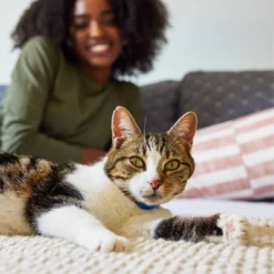 IAMS Proactive Health Urinary Tract Health With Chicken Adult Premium Dry Cat Food -PawHut Store GUEST ff70e50b c7db 4c8e b30e 988229c1bc9f